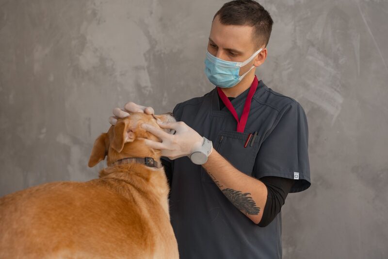 Dierenarts onderzoekt een hond in een Amsterdamse dierenkliniek